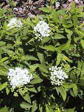 Spiraea japonica ´Albiflora´