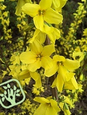 Forsythia x intermedia´Goldraush´