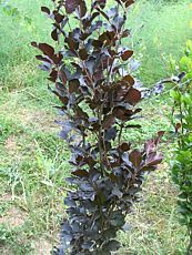 Fagus sylvatica ‘Dawyck Purple´ 