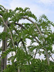 Gleditsia triacanthos ´Pendula´