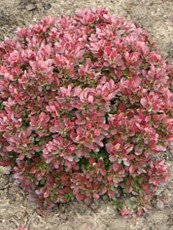 Berberis thunbergii ‘Bagatelle’ Berberis thunbergii ‘Bagatelle’
