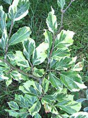 Fagus sylvatica ‘Albovariegata´ Fagus sylvatica ‘Albovariegata´