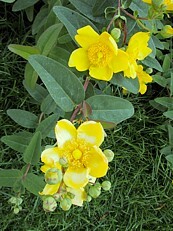 Hypericum calycinum´Hydcote´