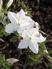 Azalea x hybrida´Palestrina´