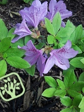 Azalea poukhanense Azalea poukhanense