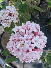 Viburnum carlesii ´Aurora´ 