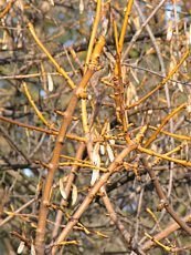 Fraxinus excelsior ´Jaspidea´ 