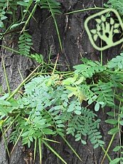 Gleditsia triacanthos