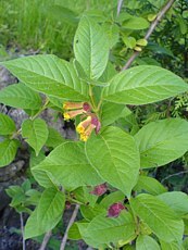 Lonicera involucrata var. Ledebourii