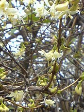 Lonicera fragrantissima