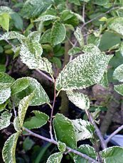 Ulmus minor ´Variegata´ 