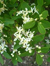 Lonicera tatarica´Alba´ Lonicera tatarica´Alba´