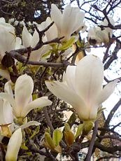 Magnolia x soulangeana ´Alba Superba´
