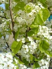 Pyrus calleryana