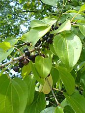 Rhamnus cathartica Rhamnus cathartica