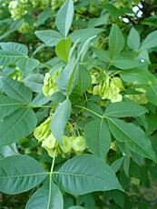 Ptelea trifoliata