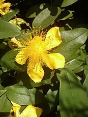 Hypericum calycinum