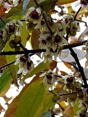 Chimonanthus praecox 