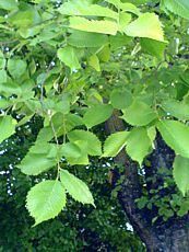 Ulmus minor