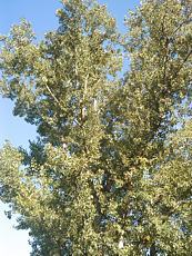 Populus tremula