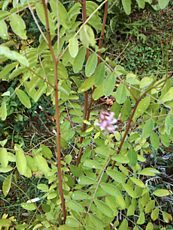 Indigofera tinctoria 