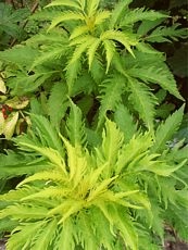 Sambucus racemosa ´Plumosa Aurea´