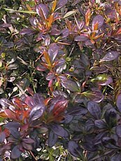 Berberis x media´Red Jewel´ Berberis x media´Red Jewel´