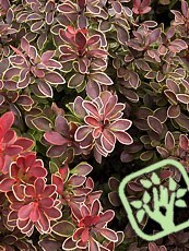 Berberis thunbergii ´Admiration´