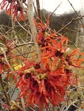 Hamamelis intermedia ´Feuerzauber´