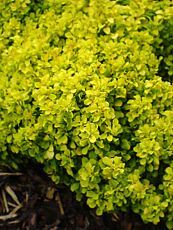 Berberis thunbergii ´Tiny Gold´ Berberis thunbergii ´Tiny Gold´