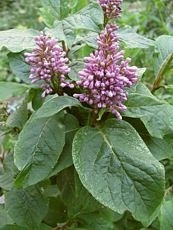 Syringa villosa Syringa villosa