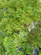 Robinia pseudoacacia ´Myrtifolia´ Robinia pseudoacacia ´Myrtifolia´