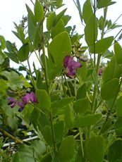 Lespedeza bicolor