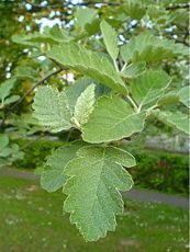 Sorbus intermedia Sorbus intermedia