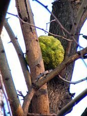 Maclura pomifera