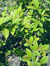 Cotoneaster  obscurus