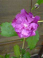 Hibiscus syriacus´Sanchonyo´