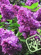 Syringa vulgaris´Congo´ Syringa vulgaris´Congo´