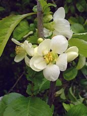 Chaenomeles x superba ´Jet Trail´