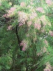 Tamarix ramosissima