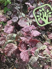 Corylus avellana´Red Majestic´