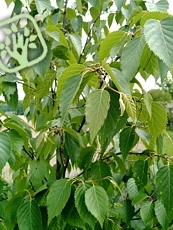 Betula utilis ´Jacquemontii´