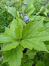 Clematis heracleifolia