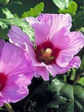 Hibiscus syriacus´Minerva´