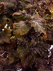 Fagus sylvatica ‘Rohan Obelisk´ Fagus sylvatica ‘Rohan Obelisk´