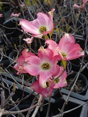 Cornus florida ´Rubra´