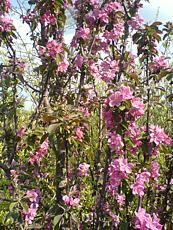 Malus ´Maypole´ 