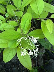 Chionanthus retusus