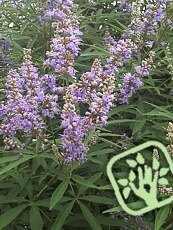 Vitex agnus - castum