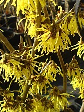 Hamamelis intermedia´Arnold Promise